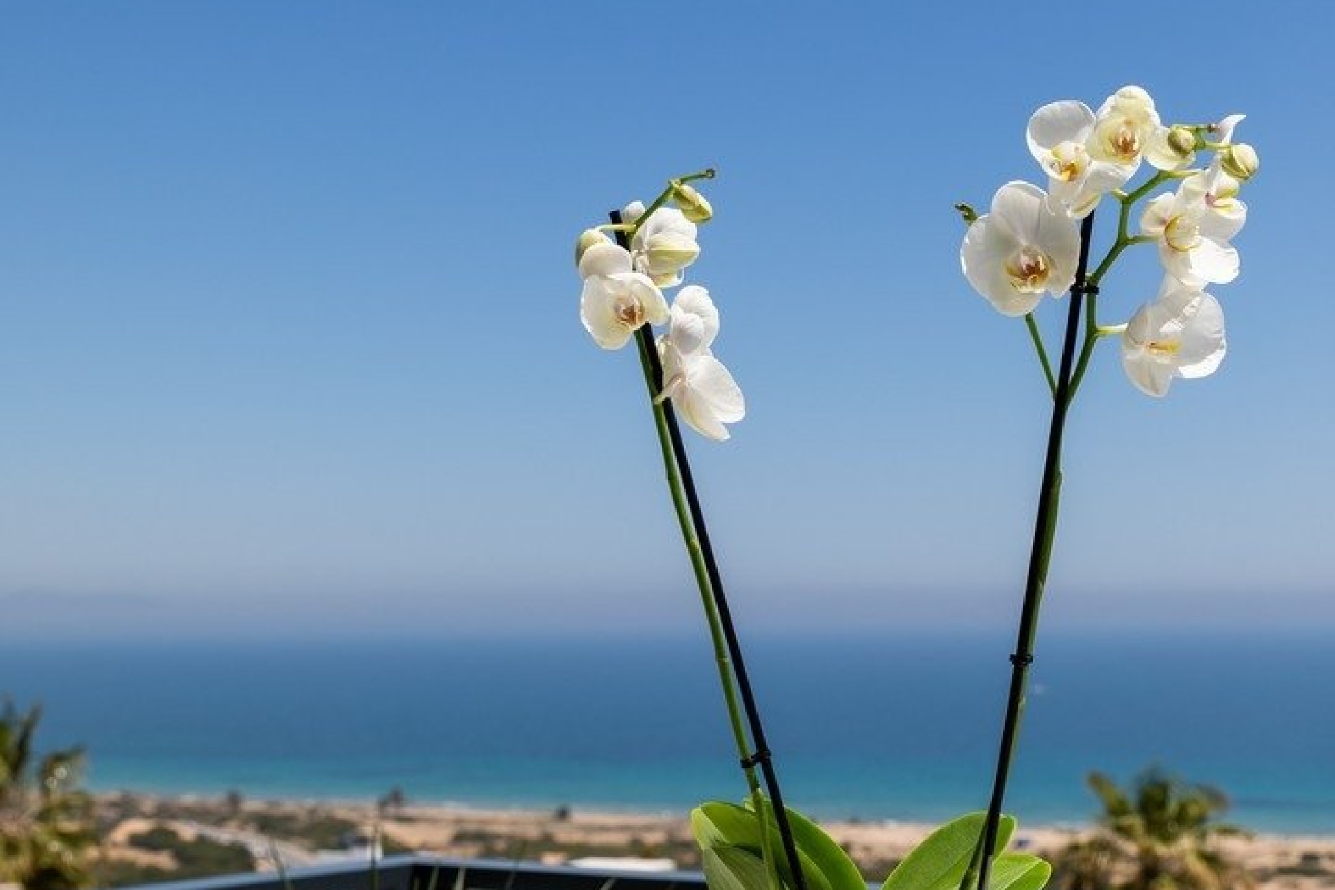 Nouvelle construction - Appartement - Santa Pola