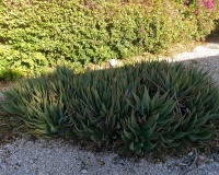 Revente - Villa - Orihuela