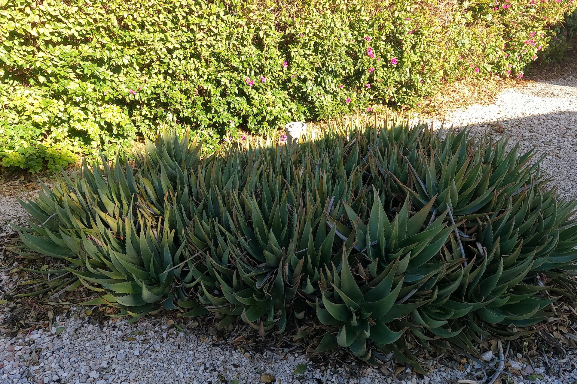 Revente - Villa - Orihuela