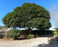 Revente - Villa - Orihuela