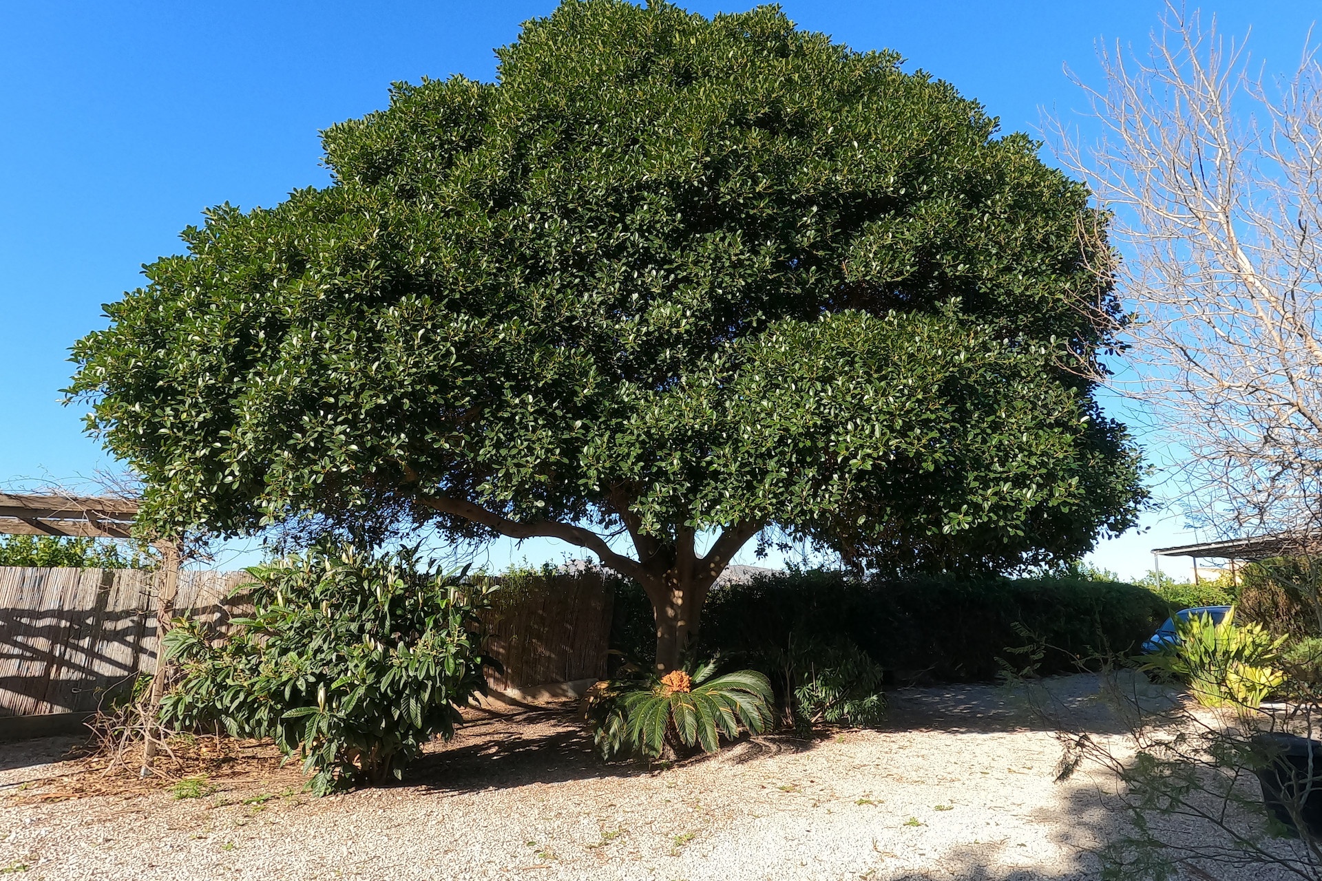 Revente - Villa - Orihuela