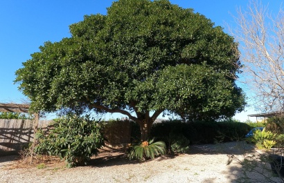 Revente - Villa - Orihuela